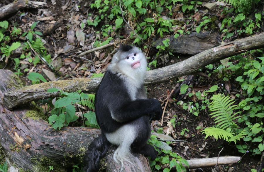 A Yunnan snub-nosed monkey is pictured in the Baima Snow Mountain Nature Reserve, Diqing Tibetan Autonomous Prefecture of southwest China's Yunnan Province, May 14, 2013. With the steady improvement of local ecological environment, the population of the Yunnan snub-nosed monkeys have reached over 1,000. The monkey, on the country's top protection list, is one of the three types of endangered snub-nosed monkeys which make their home in southwest China - Sichuan, Yunnan and Guizhou. The Yunnan monkey currently has a population of about 2,000, mainly in Diqing and part of neighboring Tibet Autonomous Region. (Xinhua/Liang Zhiqiang) 