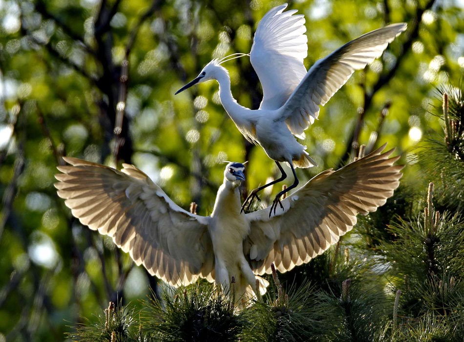 Two egrets play on the branches in a natural park, north China’s Hebei province, May 5, 2013. (Xinhua/Yang Shirao)