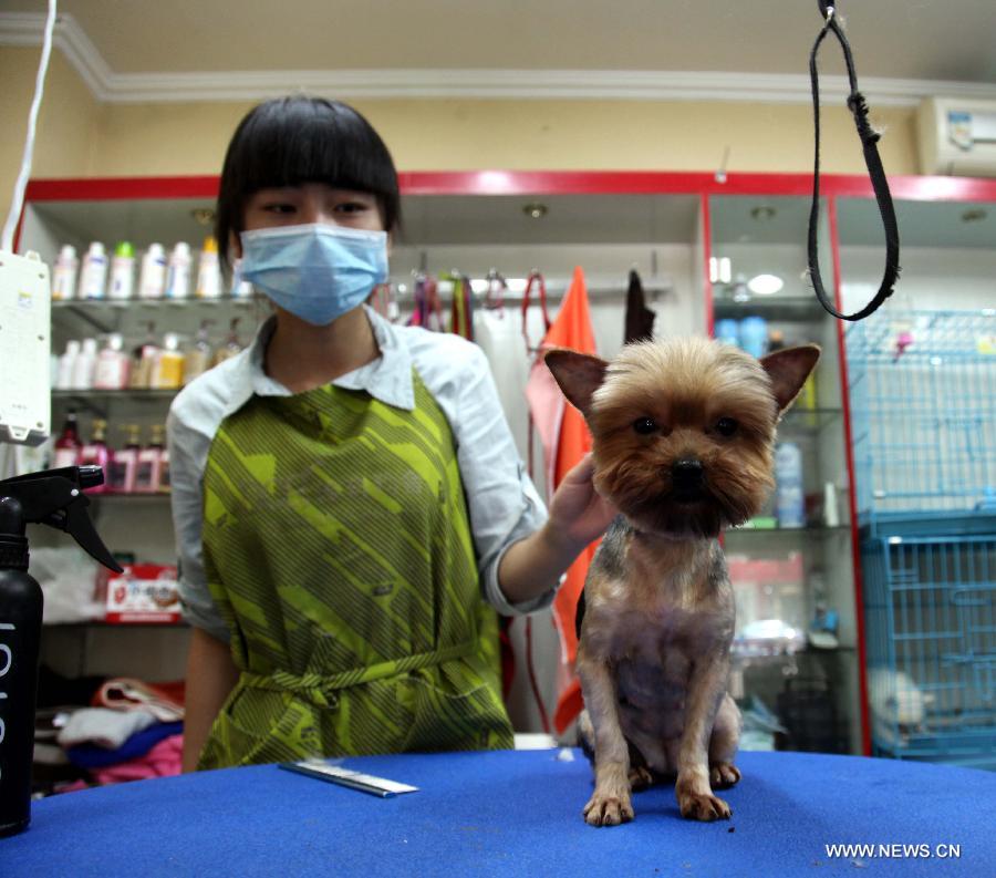A working staff trims the hair of a pet dog at a store in Tonglu County, east China's Zhejiang Province, May 14, 2013. Pet dogs' hair was cut short as the hot summer is approaching. (Xinhua/He Xiaohua)  