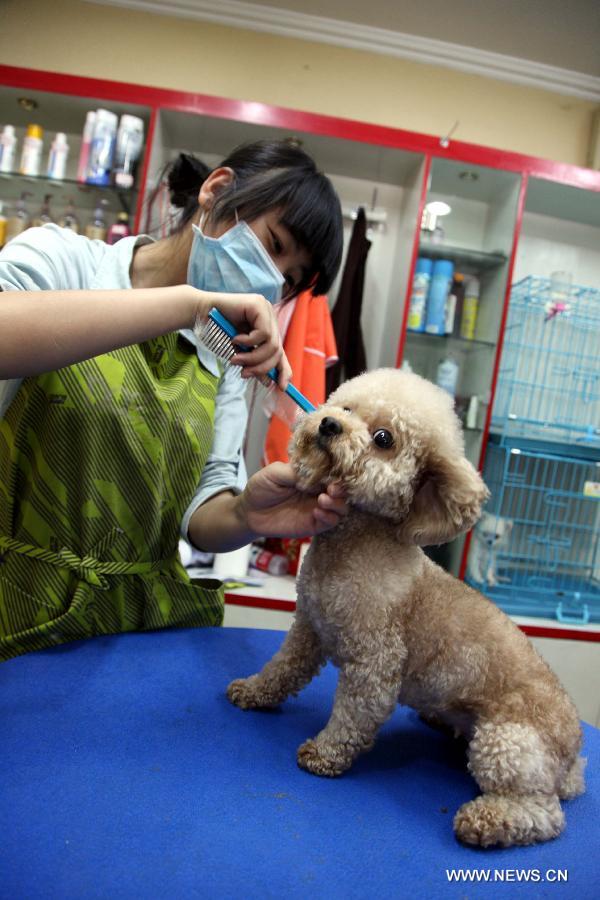 A working staff trims the hair of a pet dog at a store in Tonglu County, east China's Zhejiang Province, May 14, 2013. Pet dogs' hair was cut short as the hot summer is approaching. (Xinhua/He Xiaohua)  