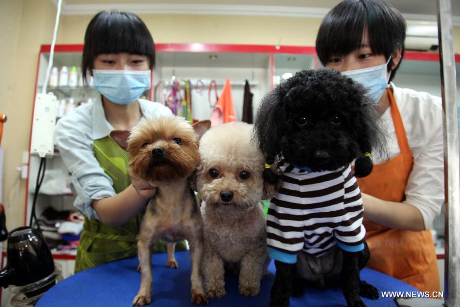 A working staff trims the hair of a pet dog at a store in Tonglu County, east China's Zhejiang Province, May 14, 2013. Pet dogs' hair was cut short as the hot summer is approaching. (Xinhua/He Xiaohua)  