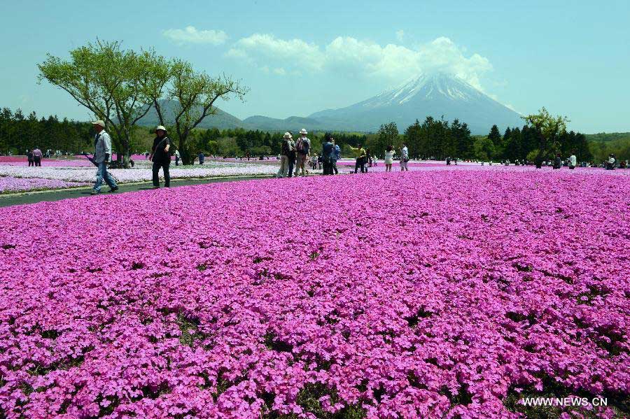 Photo taken on May 14, 2013 shows the Fuji Mountain seen behind blossoming Shiba Sakura in Japan's Yamanashi prefecture. According to local media, the Fuji Mountain will likely be added to the list of UNESCO World Heritage Sites next month after an influential advisory panel to the UN cultural body made a recommendation. (Xinhua/Ma Ping) 