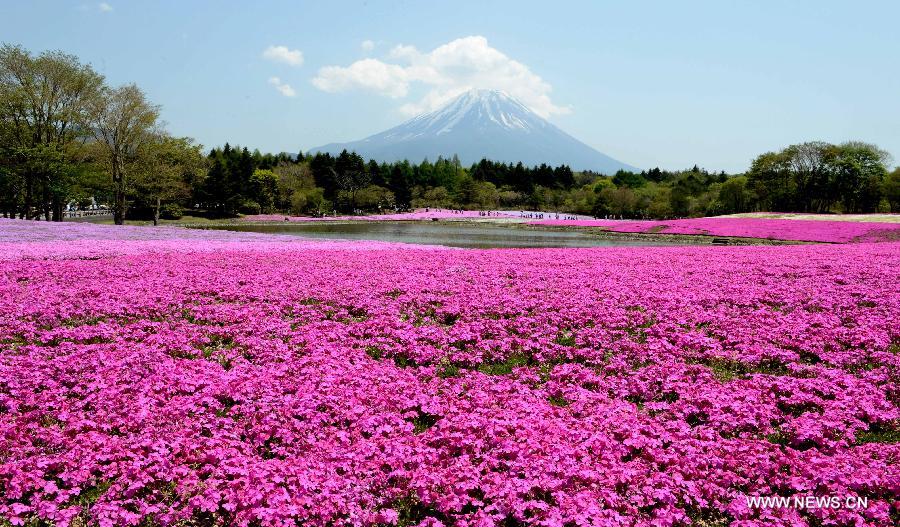 Photo taken on May 14, 2013 shows the Fuji Mountain seen behind blossoming Shiba Sakura in Japan's Yamanashi prefecture. According to local media, the Fuji Mountain will likely be added to the list of UNESCO World Heritage Sites next month after an influential advisory panel to the UN cultural body made a recommendation. (Xinhua/Ma Ping) 