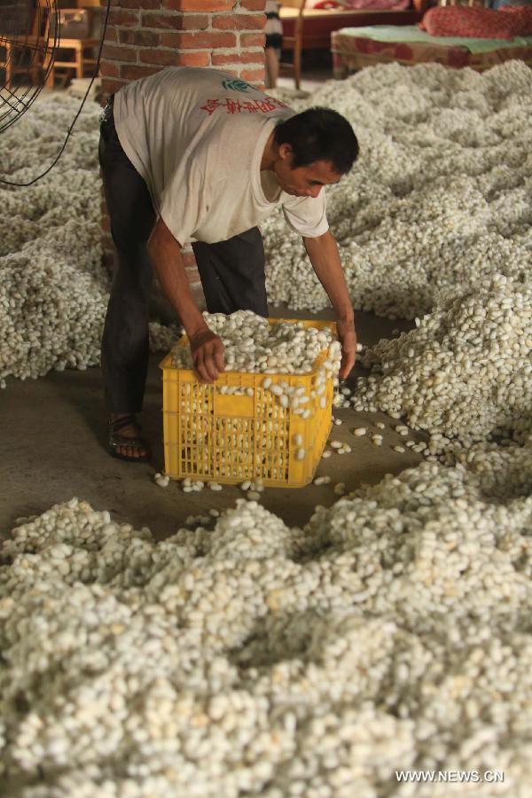 A worker puts cocoons into boxes at a collection spot in Fushi Town, Rong'an County of south China's Guangxi Zhuang Autonomous Region, May 15, 2013. Rong'an is located in the mountain area of northern Guangxi and thus has a lack of farmlands. However, by silkworm breeding, local farmers could earn extra earnings to 90 million RMB yuan (14.6 million U.S. dollars) in total per year, which has become the main source of their income. (Xinhua/Huang Xiaobang)  