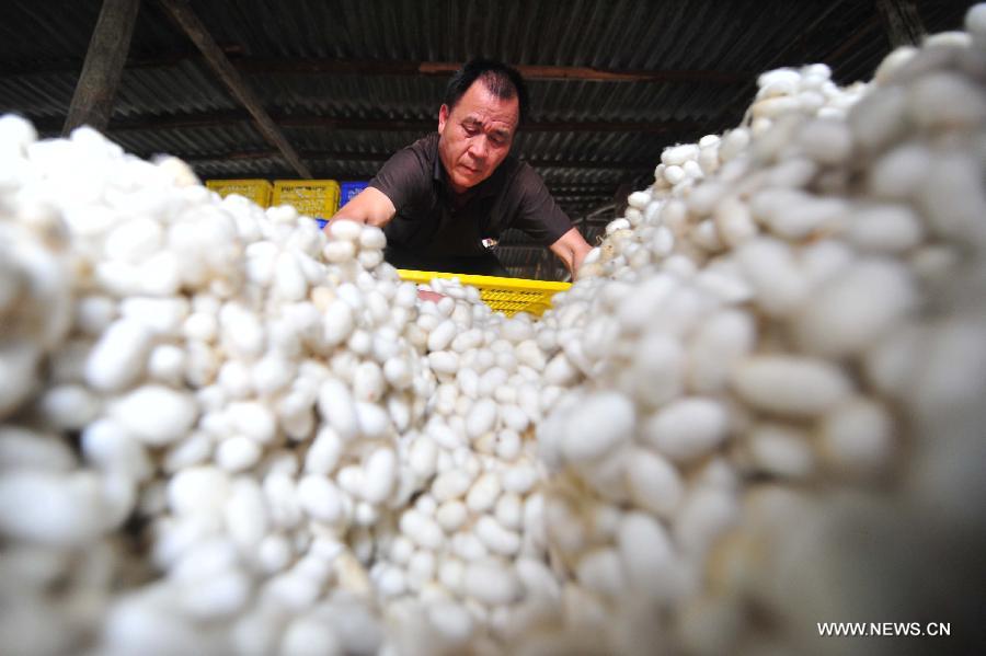A worker puts cocoons into boxes at a collection spot in Fushi Town, Rong'an County of south China's Guangxi Zhuang Autonomous Region, May 15, 2013. Rong'an is located in the mountain area of northern Guangxi and thus has a lack of farmlands. However, by silkworm breeding, local farmers could earn extra earnings to 90 million RMB yuan (14.6 million U.S. dollars) in total per year, which has become the main source of their income. (Xinhua/Huang Xiaobang)  