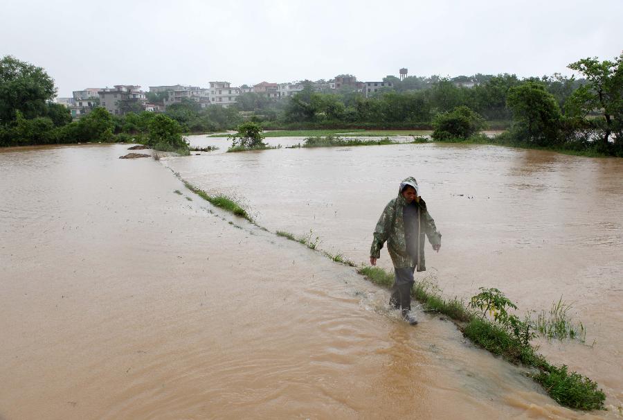 Villager Qin Mainiu walks on a flooded paddy field in Qinjialong Village, Duchang County, Jiujiang City, in east China's Jiangxi Province, May 15, 2013. A heavy rainfall has started to hit Jiangxi since May 14, and affected over 259,000 people in the province. The continuous downpours have also caused high water levels of rivers. Local governments relocated 4,149 residents to avoid potential risks. (Xinhua/Fu Jianbin)