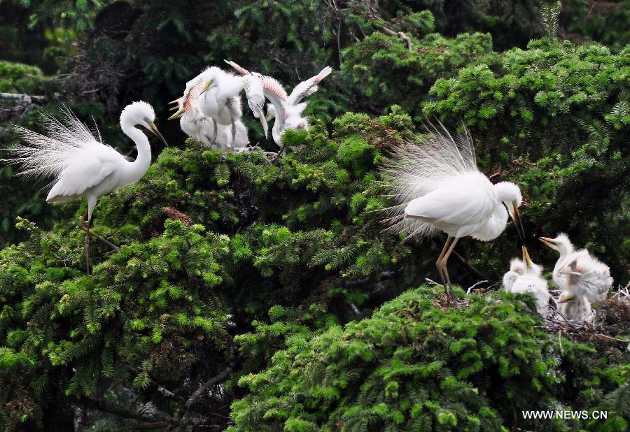 Egrets feed their chicks at the Xiangshan forest park located in Xinjian County, east China's Jiangxi Province, May 14, 2013. As summer came, tens of thousands of egrets have nested in the park to breed. (Xinhua/Hu Dunhuang) 