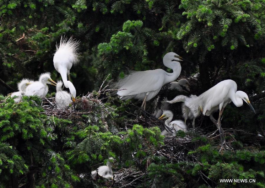 Egrets feed their chicks at the Xiangshan forest park located in Xinjian County, east China's Jiangxi Province, May 14, 2013. As summer came, tens of thousands of egrets have nested in the park to breed. (Xinhua/Hu Dunhuang)