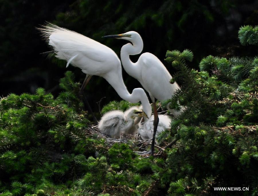 Egrets feed their chicks at the Xiangshan forest park located in Xinjian County, east China's Jiangxi Province, May 14, 2013. As summer came, tens of thousands of egrets have nested in the park to breed. (Xinhua/Hu Dunhuang)  