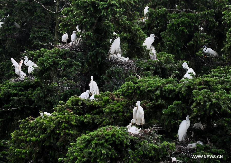 Egrets feed their chicks at the Xiangshan forest park located in Xinjian County, east China's Jiangxi Province, May 14, 2013. As summer came, tens of thousands of egrets have nested in the park to breed. (Xinhua/Hu Dunhuang)