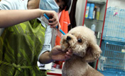 Pet dogs' hair trimmed as hot summer nears
