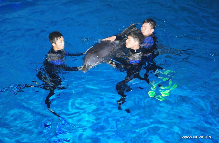 Workers help the arrived dolphins adapt the new environment in a breeding pool of the Ocean Aquarium of Penglai in Penglai City, east China's Shandong Province, May 15, 2013. Ten dolphins, arriving in Yantai of Shandong Province from Osaka of Japan on May 14, with an average age of 2 to 3 and an average weight of 200 to 700 kilograms, are about 3 meters in length and will see the public after 1 to 3 months of adaptation. (Xinhua/Chu Yang) 