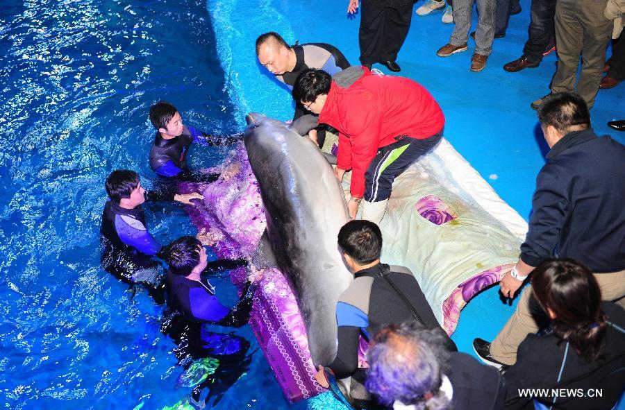 Workers put the arrived dolphins into a breeding pool of the Ocean Aquarium of Penglai in Penglai City, east China's Shandong Province, May 15, 2013. Ten dolphins, arriving in Yantai of Shandong Province from Osaka of Japan on May 14, with an average age of 2 to 3 and an average weight of 200 to 700 kilograms, are about 3 meters in length and will see the public after 1 to 3 months of adaptation. (Xinhua/Chu Yang) 