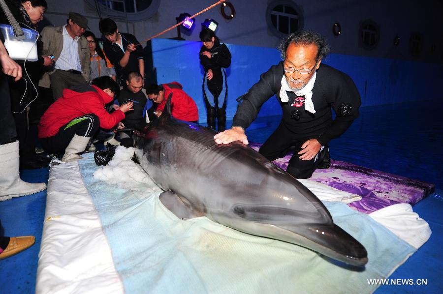 A Japanese dolphin expert (R) comforts an arrived dolphin as the workers of the Ocean Aquarium of Penglai phlebotomize it in Penglai City, east China's Shandong Province, May 15, 2013. Ten dolphins, arriving in Yantai of Shandong Province from Osaka of Japan on May 14, with an average age of 2 to 3 and an average weight of 200 to 700 kilograms, are about 3 meters in length and will see the public after 1 to 3 months of adaptation. (Xinhua/Chu Yang) 