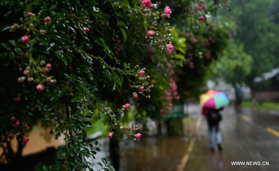 A resident walks amid the rain on a road in the Shangli Ancient Town in Ya'an City, southwest China's Sichuan Province. Most shops in the Shangli Ancient Town have resumed business after a 7.0-magnitude hit Ya'an on April 20. The picturesque Shangli Ancient Town is well-known for its elaborate architectural art. (Xinhua/Liu Xiao)