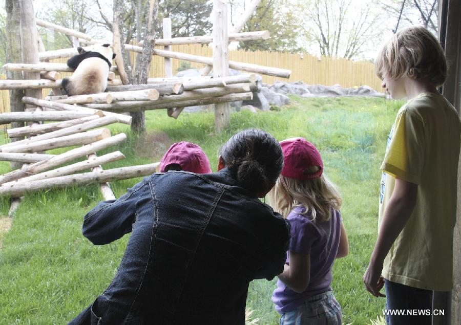 Families look at giant panda Da Mao at the Toronto Zoo in Toronto, Canada, on May 18, 2013. Er Shun and Da Mao, the two giant pandas on a 10-year loan from China, made their first public appearance in their new home at the Toronto Zoo on Saturday. (Xinhua/Zhang Ziqian) 