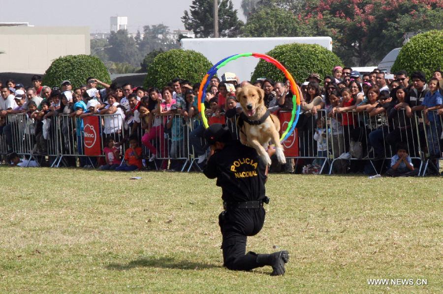 A canine unit officer participates in the 4th International Exhibition of Technology for Defense and Natural Disaster Prevention (SITDEF, by its Spanish Acronym) in the army headquarters, in San Borja district, department of Lima, Peru, on May 19, 2013. The SITDEF 2013 ran from May 15 to 19. (Xinhua/Luis Camacho)