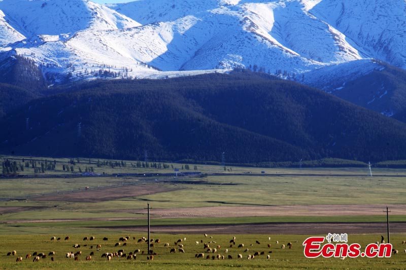 Animals graze on the grassland at the foot of snow-capped mountains in Baishitou County, Hami, Northwest China's Xinjiang Uygur Autonomous Region. Tourists can enjoy sceneries of spring, summer, fall and winter at the same time in the county. (CNS/Cao Xinjiang)