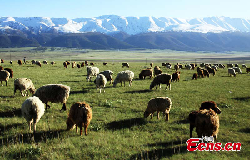 Animals graze on the grassland at the foot of snow-capped mountains in Baishitou County, Hami, Northwest China's Xinjiang Uygur Autonomous Region. Tourists can enjoy sceneries of spring, summer, fall and winter at the same time in the county. (CNS/Cao Xinjiang)