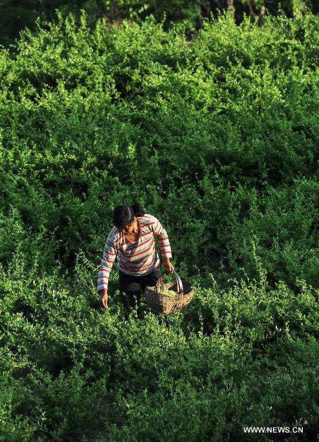 A farmer picks honeysuckle, a kind of herbal medicine, at a planting base in Liangjia Village of Binzhou City, east China's Shandong Province, May 20, 2013. (Xinhua/Dong Naide) 