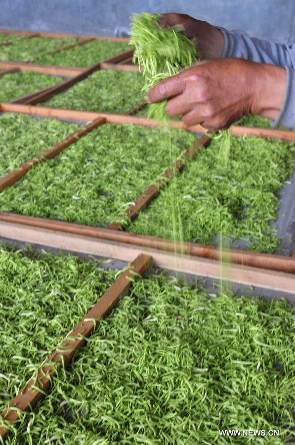 A farmer airs the newly picked honeysuckle, a kind of herbal medicine, at a planting base in Liangjia Village of Binzhou City, east China's Shandong Province, May 20, 2013. (Xinhua/Dong Naide)