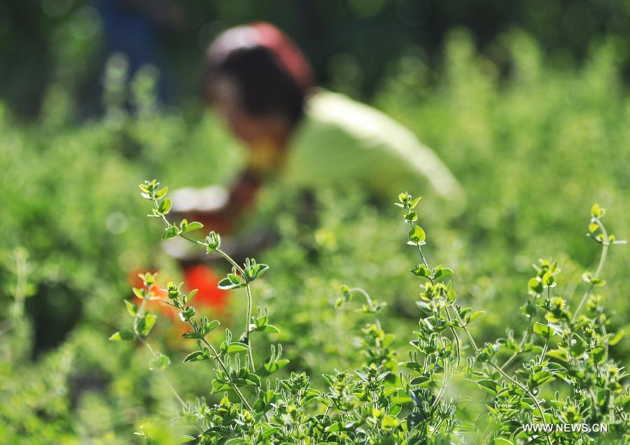 A farmer picks honeysuckle, a kind of herbal medicine, at a planting base in Liangjia Village of Binzhou City, east China's Shandong Province, May 20, 2013. (Xinhua/Dong Naide)