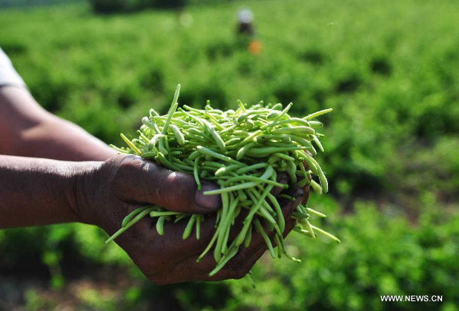 A farmer picks honeysuckle, a kind of herbal medicine, at a planting base in Liangjia Village of Binzhou City, east China's Shandong Province, May 20, 2013. (Xinhua/Dong Naide)  