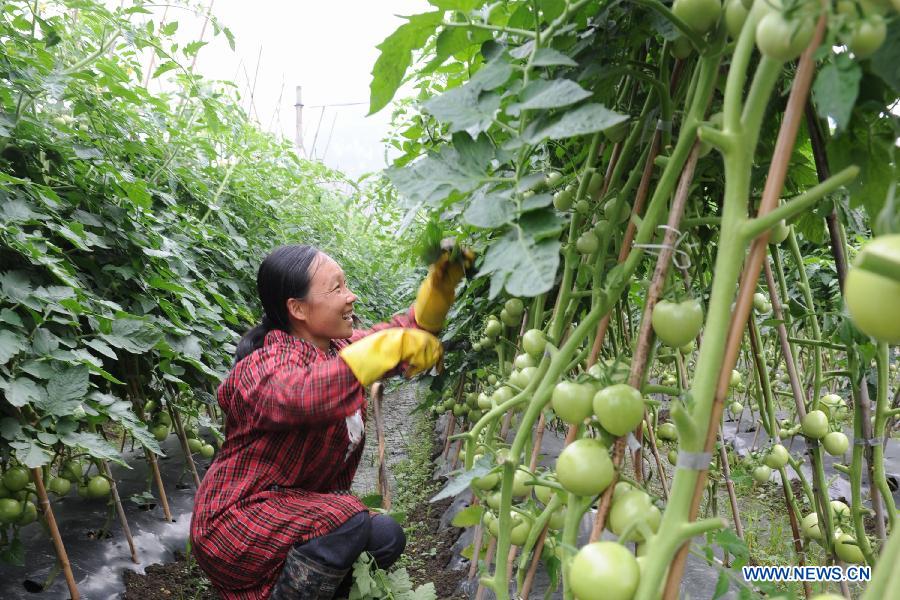 A farmer trims tomatoes at the fields in Siping Village of Hechi City, south China's Guangxi Zhuang Autonomous Region, May 21, 2013. (Xinhua/Wei Rudai)