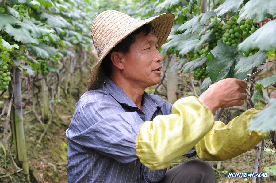 A farmer trims grapes at the fields in Xinyin Village of Hechi City, south China's Guangxi Zhuang Autonomous Region, May 21, 2013. (Xinhua/Wei Rudai)