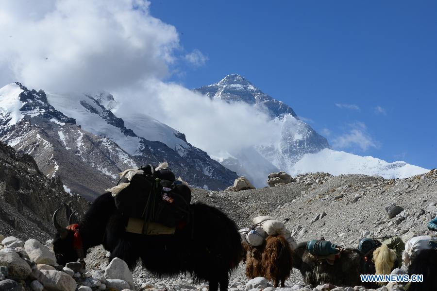 Photo taken on May 19, 2013 shows Yaks conveying materials on Mount Qomolangma (Mount Everest), southwest China's Tibet Autonomous Region. Xia Jianfeng, a member of a commercial climbing team who suffered from cerebral edema on the altitude of 8, 650 meters, was rescued to the base camp on May 19. The successful rescue made a miracle as it took place in such high altitude of the mountain. As increasingly more people come to climb the world's highest mountain in recent years, the rescue system here is also rapidly improved for the safety of climbers.(Xinhua/Chen Tianhu)