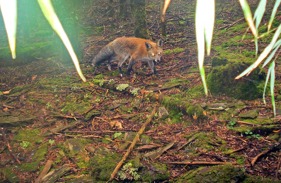 A red fox is seen at the Sichuan Yele Nature Reserve. An array of endangered species' images, which were captured by camera traps in the mountainous giant panda reserves in China, were released Wednesday by the World Wildlife Fund for Nature, or WWF, marking this year's International Day for Biological Diversity. (Photo provided to chinadaily.com.cn)