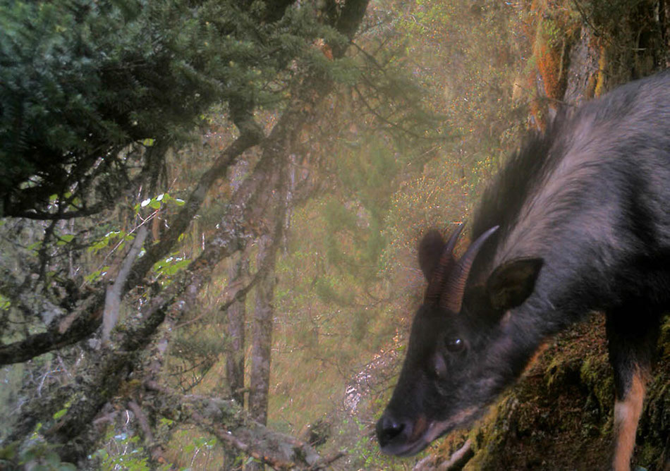 A serow is seen at the Sichuan Yele Nature Reserve. An array of endangered species' images, which were captured by camera traps in the mountainous giant panda reserves in China, were released Wednesday by the World Wildlife Fund for Nature, or WWF, marking this year's International Day for Biological Diversity.(Photo provided to chinadaily.com.cn) 