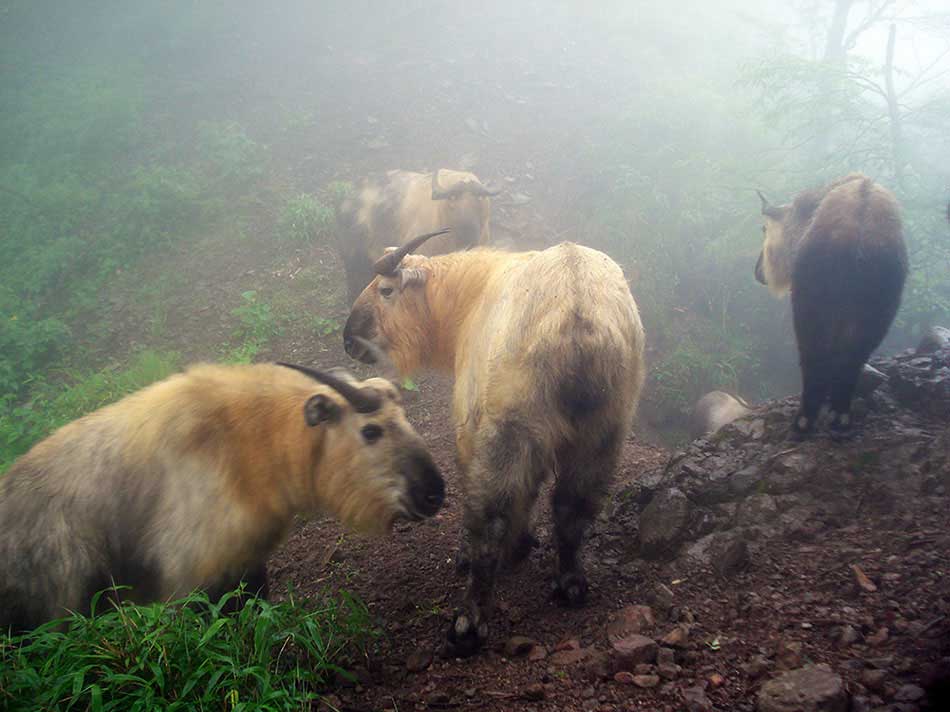 Takins are seen at the Sichuan Anzihe Nature Reserve. An array of endangered species' images, which were captured by camera traps in the mountainous giant panda reserves in China, were released Wednesday by the World Wildlife Fund for Nature, or WWF, marking this year's International Day for Biological Diversity. (Photo provided to chinadaily.com.cn)