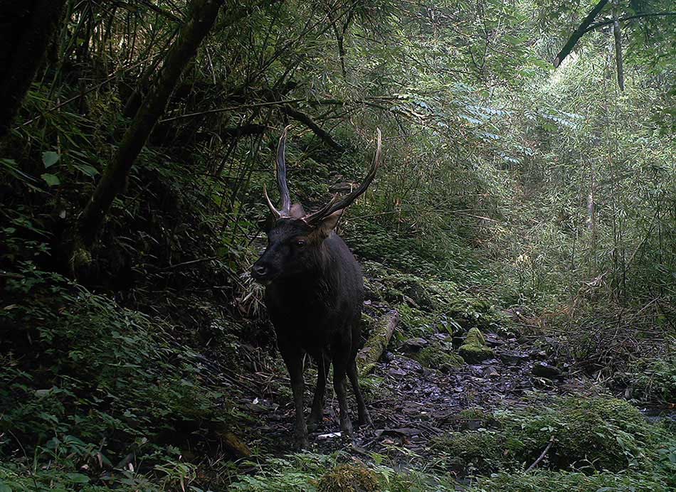 A sambar is seen at the Sichuan Anzihe Nature Reserve. An array of endangered species' images, which were captured by camera traps in the mountainous giant panda reserves in China, were released Wednesday by the World Wildlife Fund for Nature, or WWF, marking this year's International Day for Biological Diversity. (Photo provided to chinadaily.com.cn)