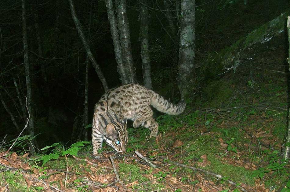 A leopard cat is seen at the Sichuan Wanglang Nature Reserve. An array of endangered species' images, which were captured by camera traps in the mountainous giant panda reserves in China, were released Wednesday by the World Wildlife Fund for Nature, or WWF, marking this year's International Day for Biological Diversity.(Photo provided to chinadaily.com.cn)