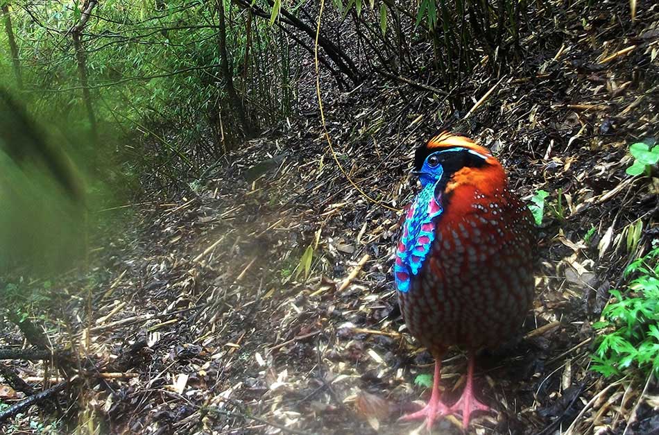 A Tragopan temminckii is seen at the Sichuan Wanglang Nature Reserve. An array of endangered species' images, which were captured by camera traps in the mountainous giant panda reserves in China, were released Wednesday by the World Wildlife Fund for Nature, or WWF, marking this year's International Day for Biological Diversity.(Photo provided to chinadaily.com.cn)