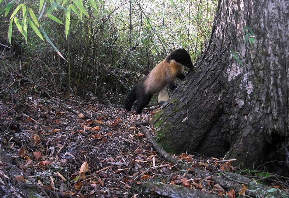 A martes flavigula is seen at the Sichuan Wanglang Nature Reserve. An array of endangered species' images, which were captured by camera traps in the mountainous giant panda reserves in China, were released Wednesday by the World Wildlife Fund for Nature, or WWF, marking this year's International Day for Biological Diversity.(Photo provided to chinadaily.com.cn)