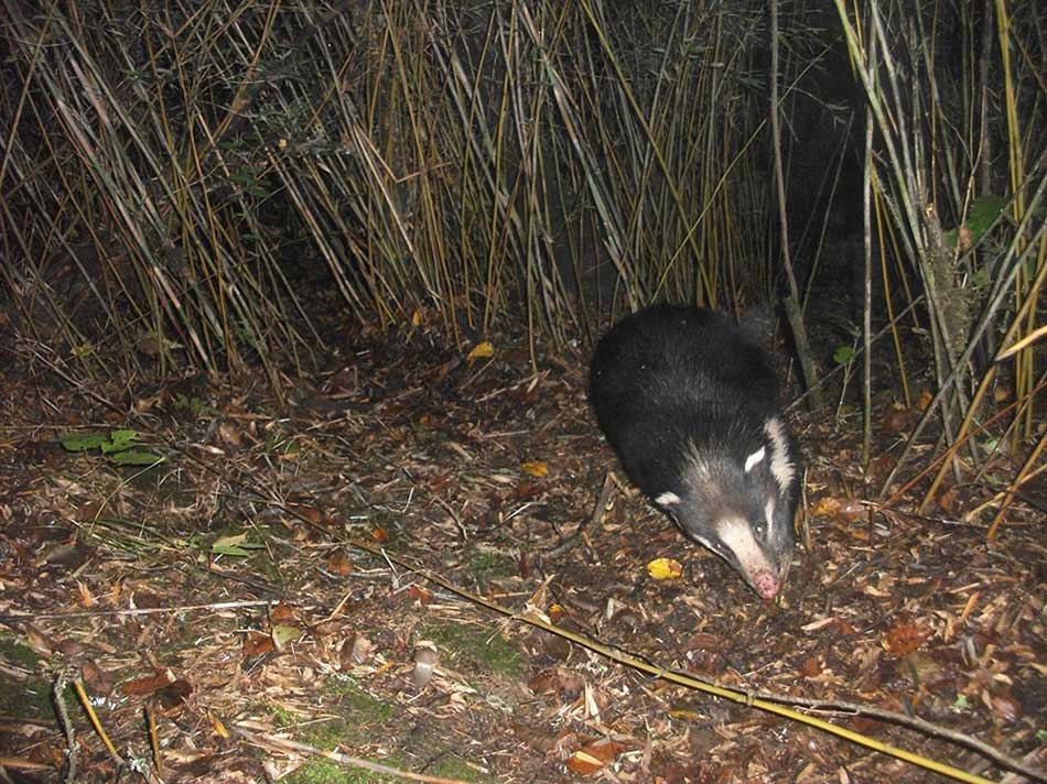 A hog badger is seen at at the Sichuan Wanglang Nature Reserve. An array of endangered species' images, which were captured by camera traps in the mountainous giant panda reserves in China, were released Wednesday by the World Wildlife Fund for Nature, or WWF, marking this year's International Day for Biological Diversity.(Photo provided to chinadaily.com.cn)