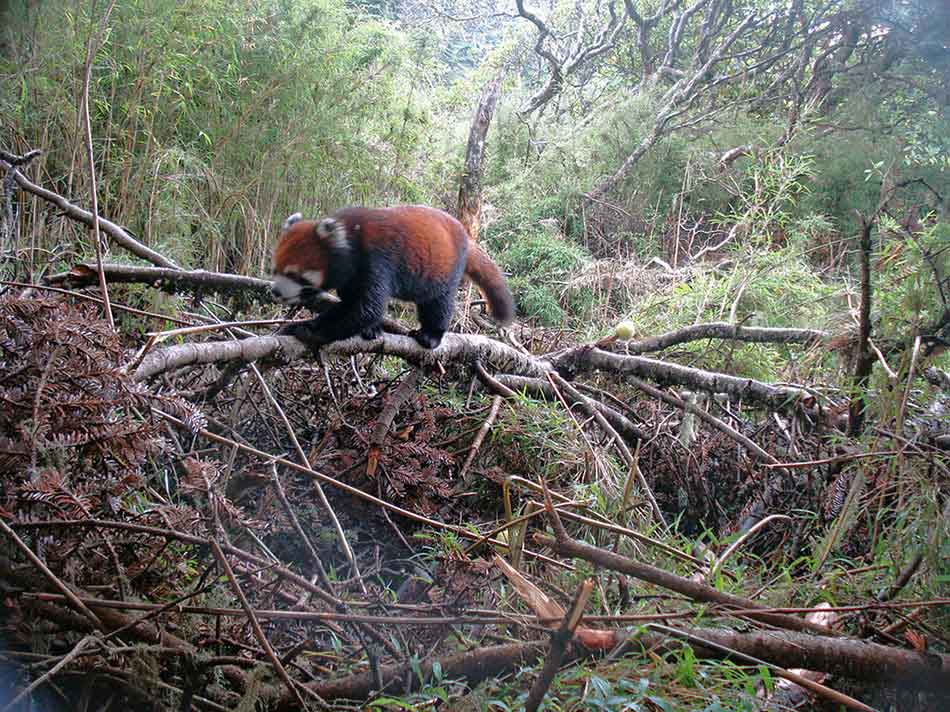 A red panda is seen at the Sichuan Shenguozhuang Nature Reserve. An array of endangered species' images, which were captured by camera traps in the mountainous giant panda reserves in China, were released Wednesday by the World Wildlife Fund for Nature, or WWF, marking this year's International Day for Biological Diversity. (Photo provided to chinadaily.com.cn)