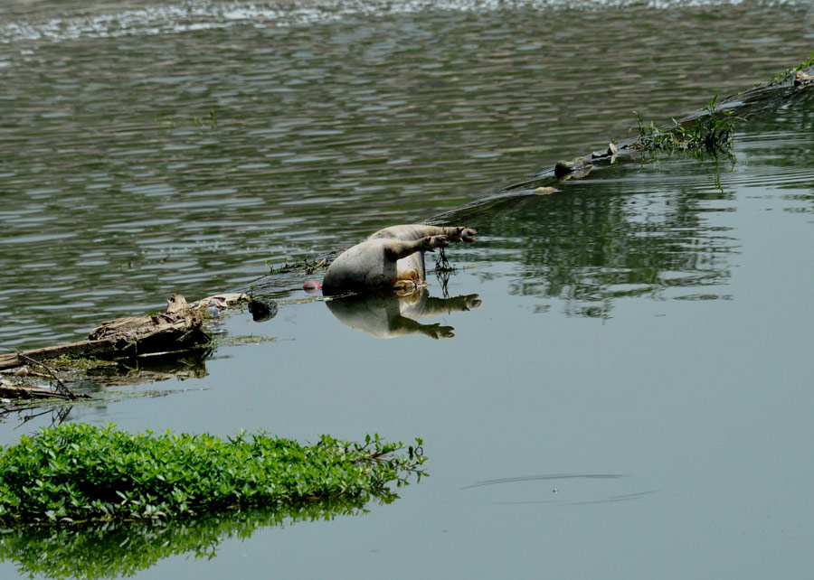 A dead pig in Fenghe River in Xi’an, May 21, 2013. (Xinhua/Ding Haitao)