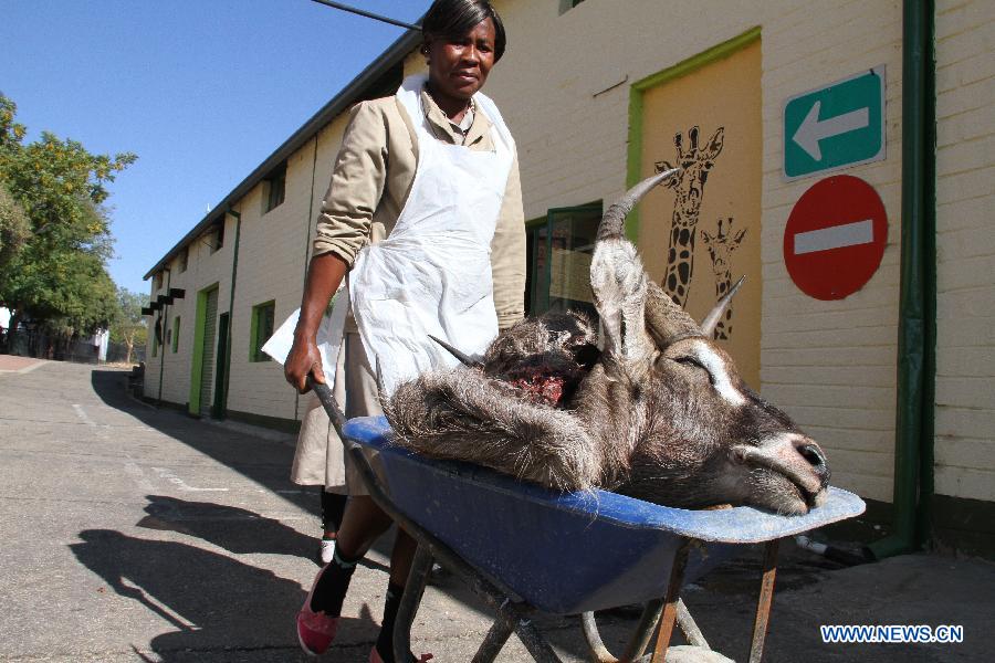 A worker transports the fur and head of hunted animal into the workshop of the TROPHÄENDIENSTE taxidermy factory, in the suburb of Windhoek, capital of Namibia, on May 22, 2013. With a great variety of wildlife and developed hunting services, Namibia attracts hunters from all over the world who prefer to have their quarries made into trophies. With 22 years of experience in the business, TROPHÄENDIENSTE taxidermy factory in the suburb of Windhoek caters for all the needs of trophy-hunters, bring the dead animals to life again with its taxidermy techniques. (Xinhua/Gao Lei) 