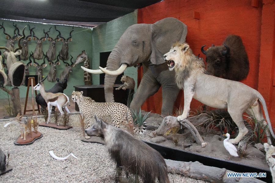 The showroom displays trophies of a variety of wild animals at the TROPHÄENDIENSTE taxidermy factory, in the suburb of Windhoek, capital of Namibia on May 22, 2013. With a great variety of wildlife and developed hunting services, Namibia attracts hunters from all over the world who prefer to have their quarries made into trophies. With 22 years of experience in the business, TROPHÄENDIENSTE taxidermy factory in the suburb of Windhoek caters for all the needs of trophy-hunters, bring the dead animals to life again with its taxidermy techniques. (Xinhua/Gao Lei) 