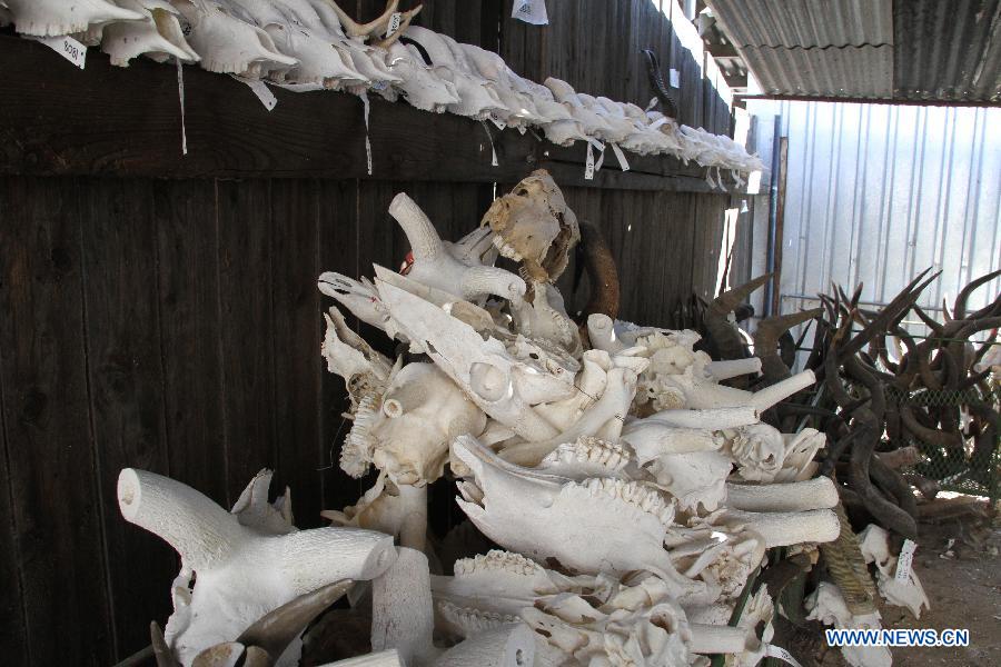 Animal skulls pile up at the TROPHÄENDIENSTE taxidermy factory, in the suburb of Windhoek, capital of Namibia on May 22, 2013. With a great variety of wildlife and developed hunting services, Namibia attracts hunters from all over the world who prefer to have their quarries made into trophies. With 22 years of experience in the business, TROPHÄENDIENSTE taxidermy factory in the suburb of Windhoek caters for all the needs of trophy-hunters, bring the dead animals to life again with its taxidermy techniques. (Xinhua/Gao Lei)