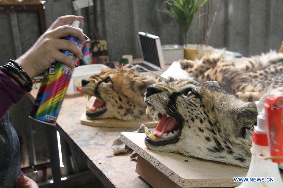 A worker renders a protective spray onto the trophy of a cheetah at the TROPHÄENDIENSTE taxidermy factory, in the suburb of Windhoek, capital of Namibia on May 22, 2013. With a great variety of wildlife and developed hunting services, Namibia attracts hunters from all over the world who prefer to have their quarries made into trophies. With 22 years of experience in the business, TROPHÄENDIENSTE taxidermy factory in the suburb of Windhoek caters for all the needs of trophy-hunters, bring the dead animals to life again with its taxidermy techniques. (Xinhua/Gao Lei) 