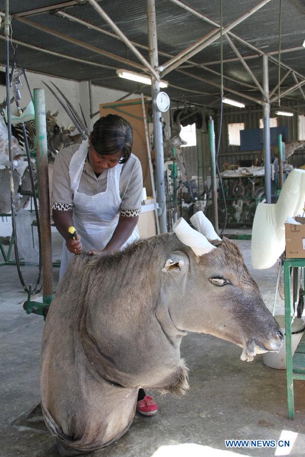 A worker covers the skin of a large animal on the body part made from foam-like material at the TROPHÄENDIENSTE taxidermy factory, in the suburb of Windhoek, capital of Namibia on May 22, 2013. With a great variety of wildlife and developed hunting services, Namibia attracts hunters from all over the world who prefer to have their quarries made into trophies. With 22 years of experience in the business, TROPHÄENDIENSTE taxidermy factory in the suburb of Windhoek caters for all the needs of trophy-hunters, bring the dead animals to life again with its taxidermy techniques. (Xinhua/Gao Lei) 