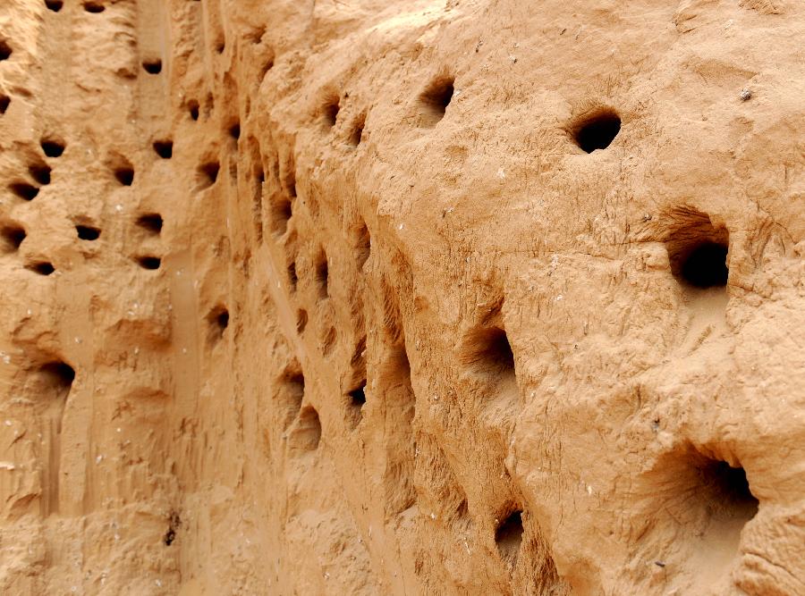 This photo taken on May 22, 2013 shows swallow nests on the subsoil at a building site in Xinzheng City, central China's Henan Province. Tens of thousands of swallows have burrowed holes here for nests in recent months. The builder has decided to postpone their construction work for a month to make sure the squabs born in those holes could grow up and be capable of flying. (Xinhua/Li Bo)