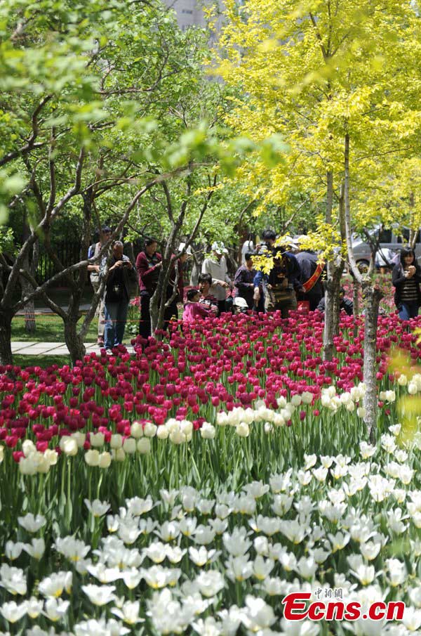 Over 400,000 Tulips blossom in a park in Changchun, Northeast China's Jilin Province, May 21, 2013. (CNS/Zhang Yao)