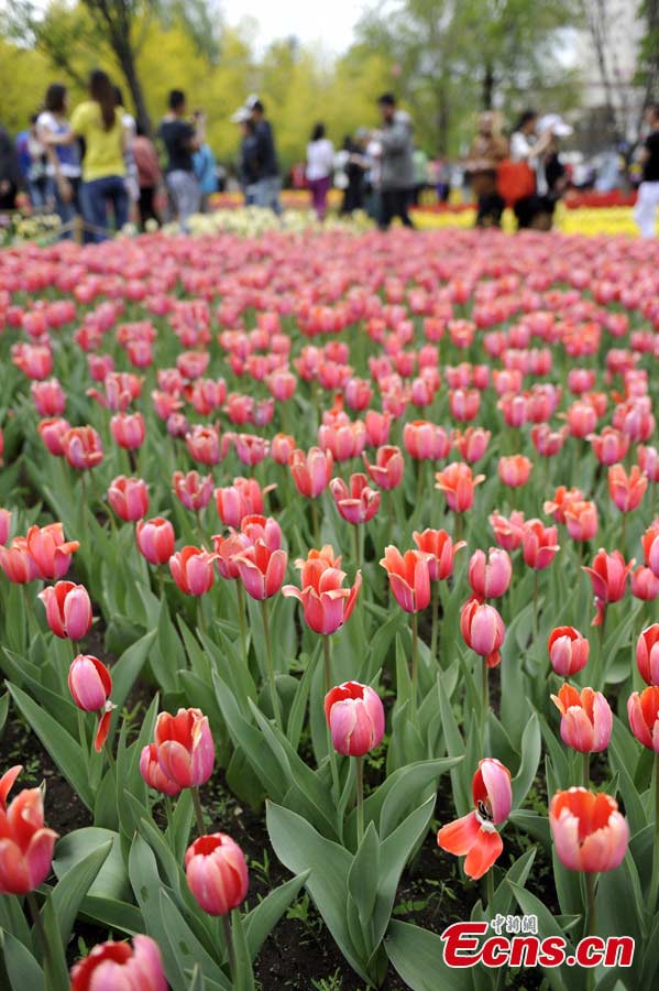 Over 400,000 Tulips blossom in a park in Changchun, Northeast China's Jilin Province, May 21, 2013. (CNS/Zhang Yao)
