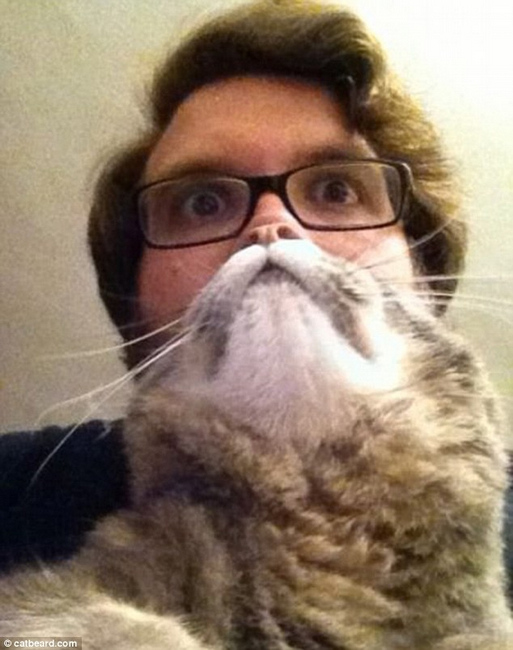 Cat bearding: Hottest feline craze takes over internet  (7)