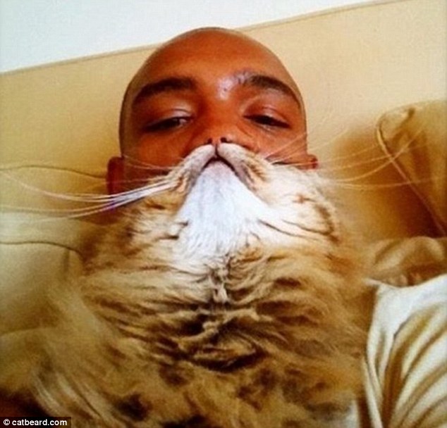 Cat bearding: Hottest feline craze takes over internet  (3)